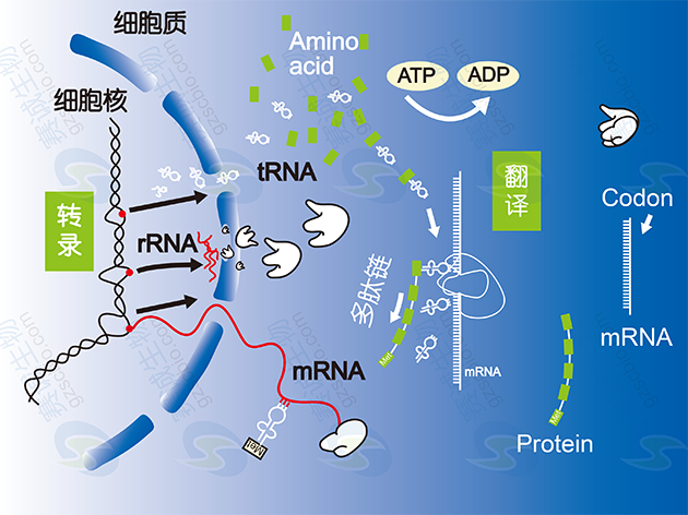 真核生物基因表達調控過程