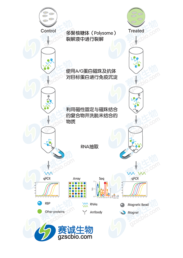 RIP實驗流程