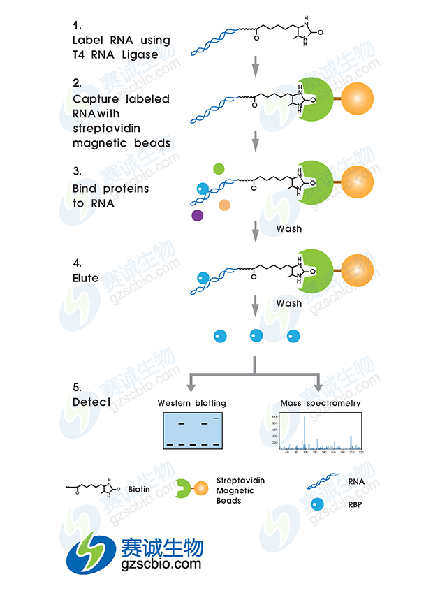 RNA pull-down實驗流程